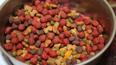 Photo of What are the advantages of feeding the dog from an elevated dog food bowl?