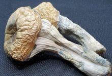 Photo of The Best About penis envy shrooms: Why You Should Consider Tripping Out